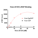 Kras G12V – cRAF Binding Assay Kit 