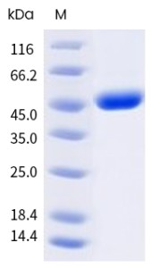 Recombinant Human LAG3 - Biotinylated