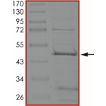 MEK1 (K97A), Unactive