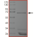 MEK4 (MAP2K4), Active