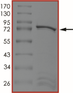 MET (D1228G), Active