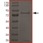 MET (Y1230D), Active