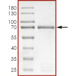 MET (Y1235D), Active