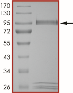 PAK2 (Y443N), Active
