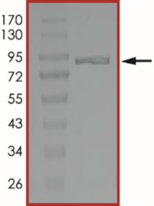 PAK2 Protein