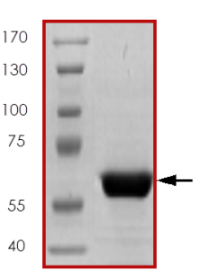 PTPRS (PTP- sigma), Active
