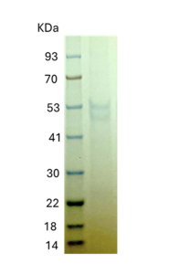 Recombinant Human PD-1 Recombinant Human PD-1