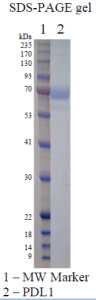 Recombinant Human PD-L1 
