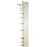 DNA Polymerase Theta-Full Length