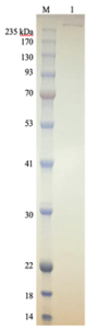 DNA Polymerase Theta-Full Length DNA Polymerase Theta-Full Length