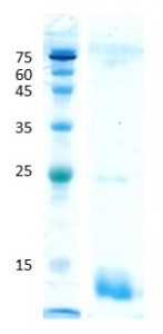 Soybean (gly m 3)