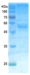 Dengue type 4 envelope protein (insect cell) Dengue type 4 envelope protein (insect cell)