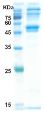 Dengue type 1 NS1 protein (insect cell) Dengue type 1 NS1 protein (insect cell)