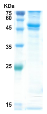 Dengue type 2 NS1 protein (insect cell) Dengue type 2 NS1 protein (insect cell)