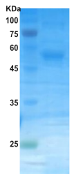 Dengue type 4 NS1 protein (insect cell) Dengue type 4 NS1 protein (insect cell)