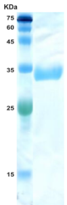 HIV-2 envelope gp36 protein