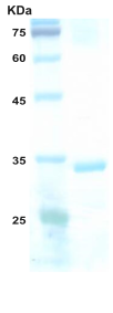 HIV-2 envelope gp36 protein HIV-2 envelope gp36 protein