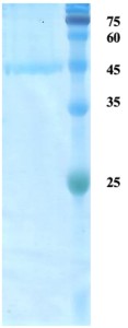 HTLV-1 envelope gp43/gp21 protein HTLV-1 envelope gp43/gp21 protein