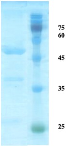 HTLV-2 envelope gp21 protein HTLV-2 envelope gp21 protein