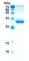 Covid-19 spike protein receptor binding domain  (insect cell)