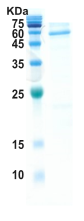 Covid-19 nucleocapsid protein (insect cell)