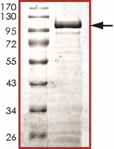 STAT1 alpha Protein