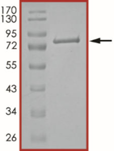 STAT4 Protein