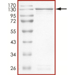 STAT6 Protein