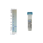 Recombinant SUMO Protease (Ulp1) 