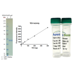 TEV Protease-GST (Ready-to-Use)