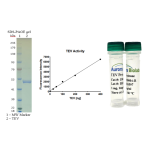 TEV Protease-GST (Ready-to-Use)