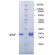 Human FGF-basic: Formulation I-Animal Free-Ready-to-Use