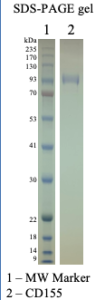 Recombinant Human CD155 
