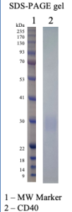 Recombinant Human CD40 Recombinant Human CD40