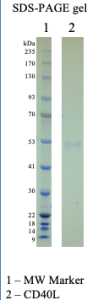 Recombinant Human CD40L Recombinant Human CD40L