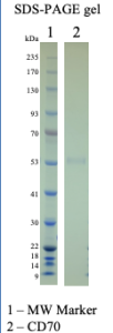 Recombinant Human CD70 Recombinant Human CD70