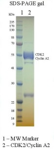 GST-CDK2: His-CyclinA2 