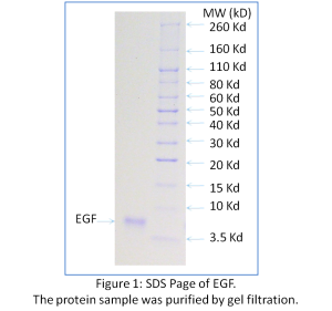 Recombinant Human EGF