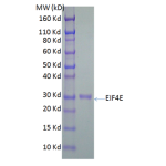 His-tagged Human Eukaryotic Translation Initiation Factor 4E Complexed With m7GTP