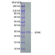 His-tagged Human Eukaryotic Translation Initiation Factor 4E Complexed With m7GTP