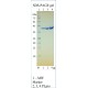 Recombinant SARS-CoV-2 Papain-like Protease (PLpro, NSP3), CF 