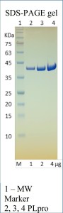 Recombinant SARS-CoV-2 Papain-like Protease (PLpro, NSP3), CF 