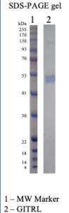 Recombinant Human GITRL 