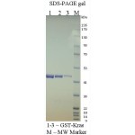 Kras G12C, GST-tag 