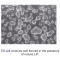 Recombinant Mouse LIF Protein-Carrier Free-Lyophilized