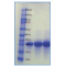 Recombinant Human LIF Protein-Animal Free-Lyophilized 