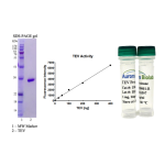 TEV Protease His-tag