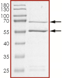 CDK2/CyclinE2, Active