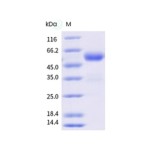 Mouse LAG3 / CD223 / Lymphocyte activation gene 3 Protein (Fc Tag)