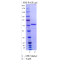 Recombinant YopH 